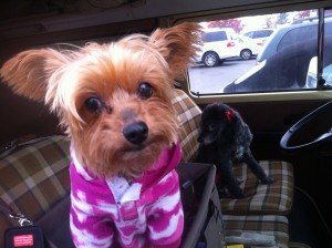 Daddy I dont like this 