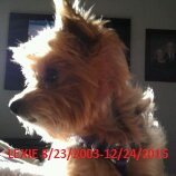 In Loving Memory of Lexie 