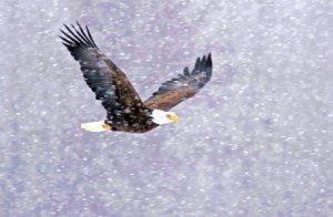 Photo by Cathy & Gordon ILLG | Used with permission